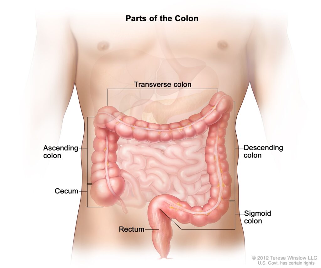 Parts of the COLON